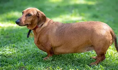 The Silent Killer - How to Save Your Dog from Obesity