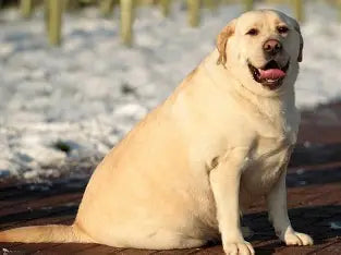 The Silent Killer - How to Save Your Dog from Obesity